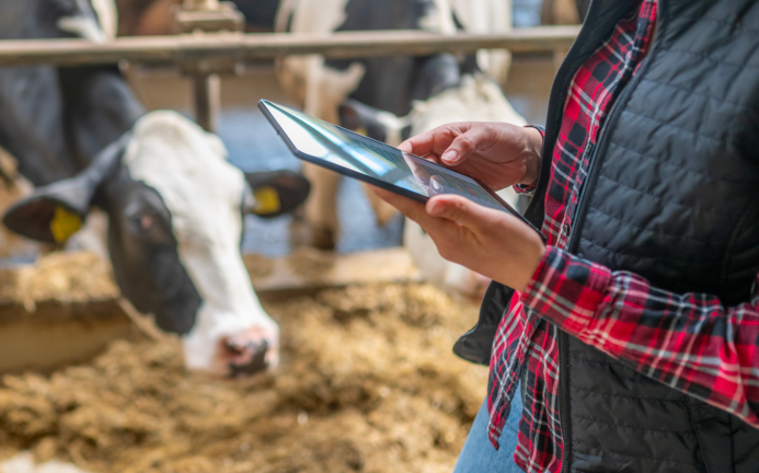 Row of dairy cows indoors eating hay while a supervisor looks at a tablet.