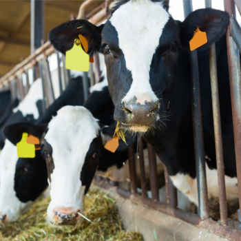 Row of dairy cows indoors eating hay.
